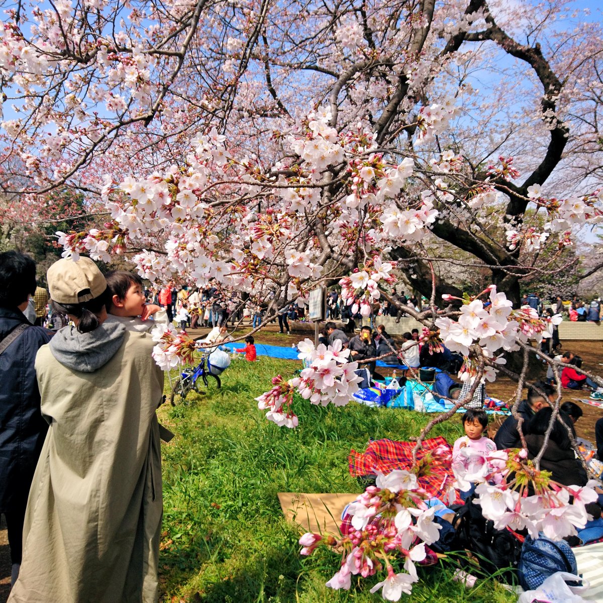 This year’s Hanami – Kinuta&nbsp;Park