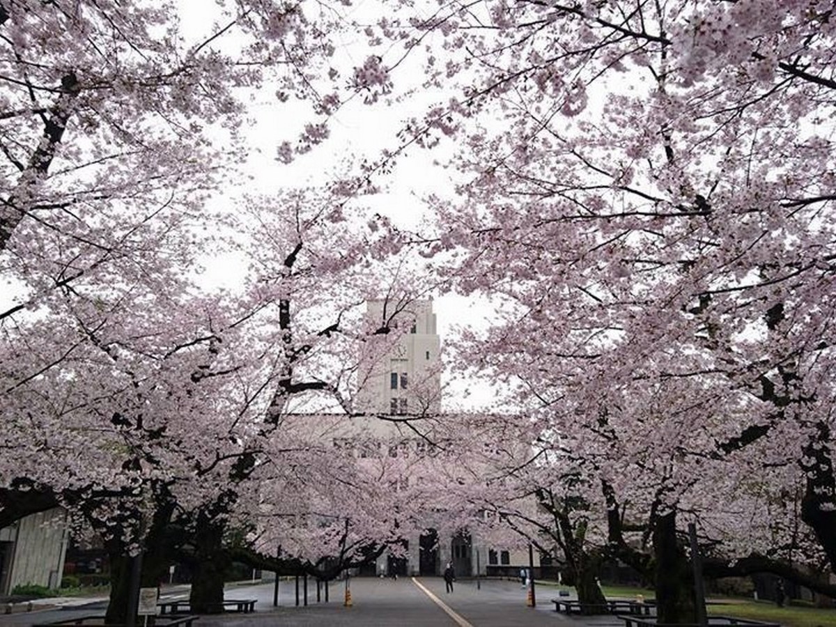 Should I go study in&nbsp;Japan?