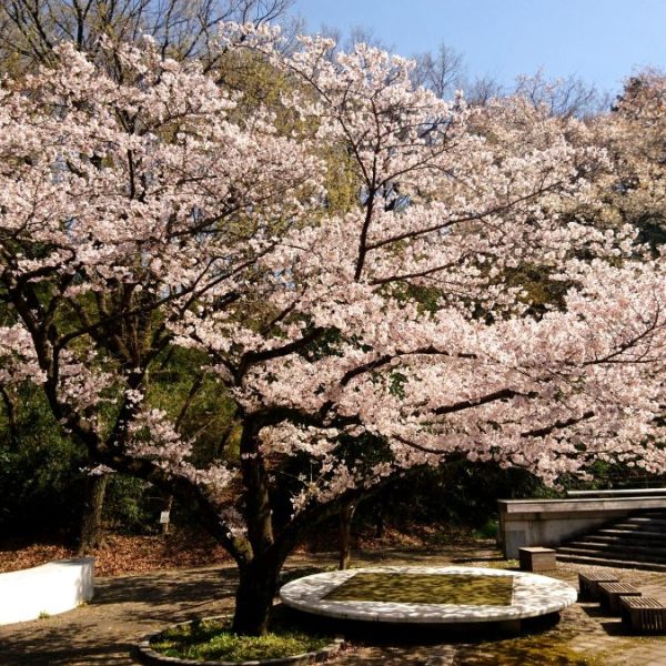 Το ήσυχο χανάμι του&nbsp;2021