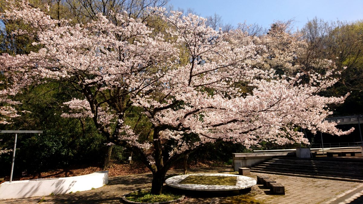 Το ήσυχο χανάμι του&nbsp;2021