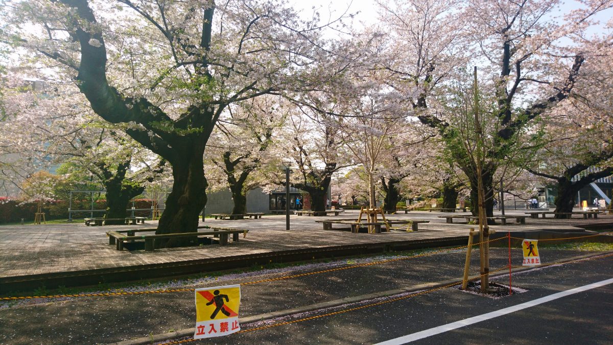 The dampened cherry blossom season of&nbsp;2021