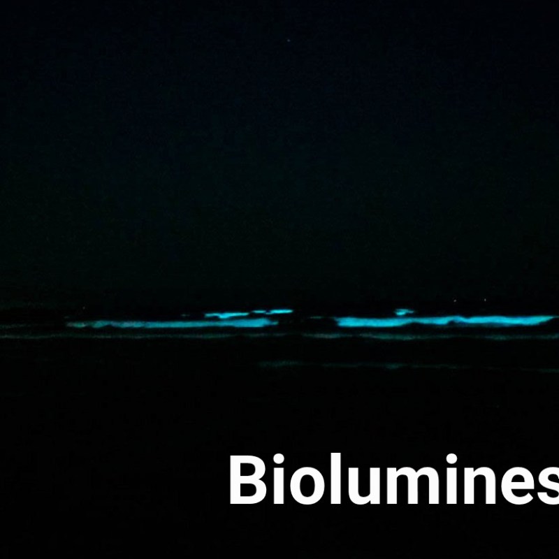 Info Bites: Bioluminescence