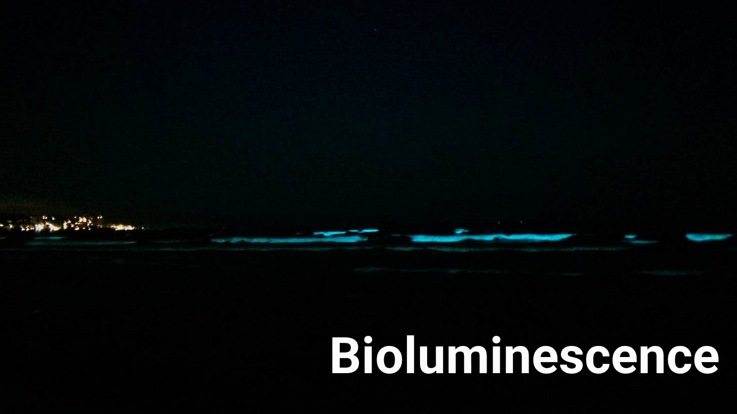 bioluminescence in Kamakura