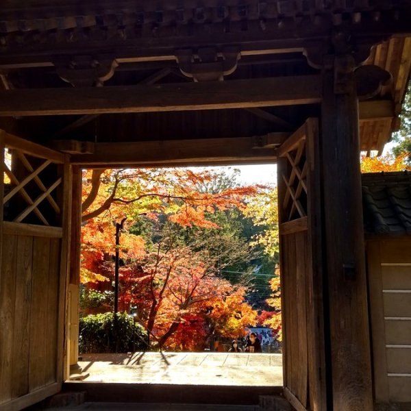 Visit Engakuji: Autumn in&nbsp;Kamakura