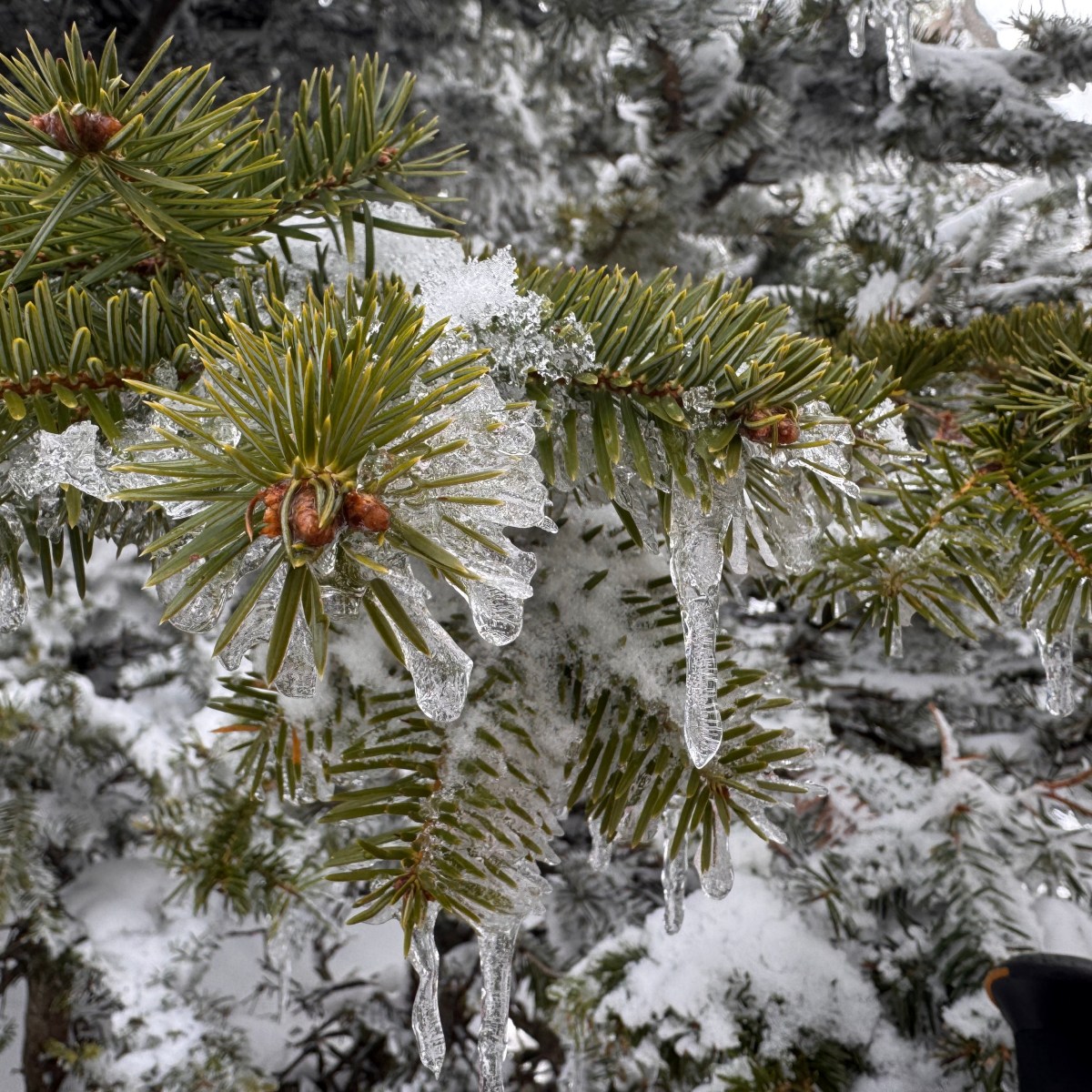 Hiking in Greece: Giona in&nbsp;winter